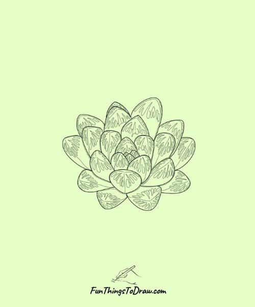 Haworthia with Translucent Leaves Drawing