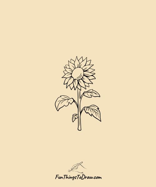 Single sunflower