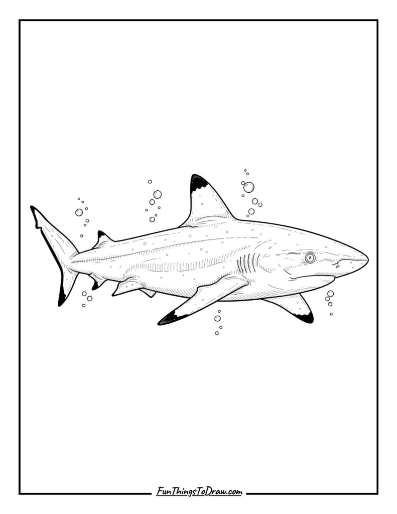 Blacktip Reef Shark