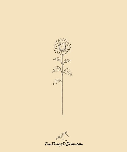  Tall sunflower