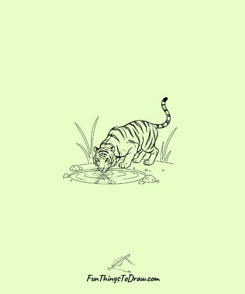 Tiger drinking from a waterhole