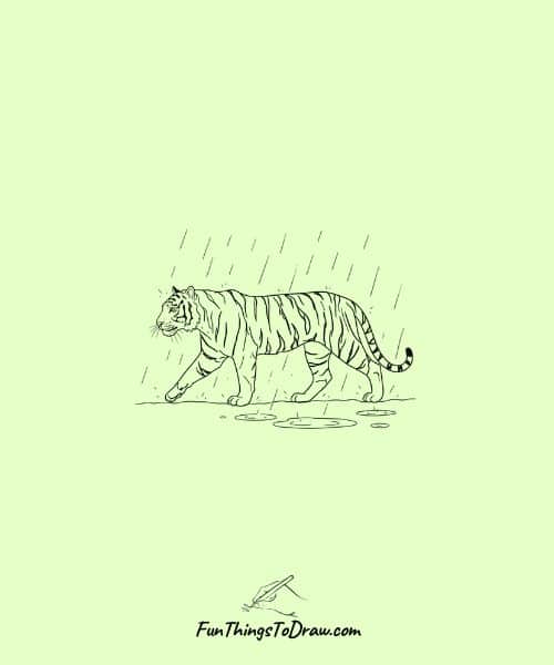 Tiger walking in the rain