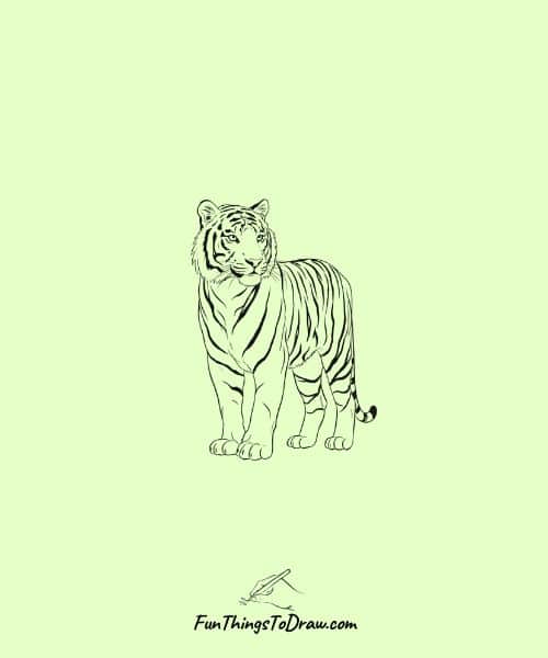 Tiger looking over its shoulder
