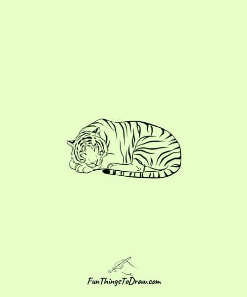Tiger curled up sleeping