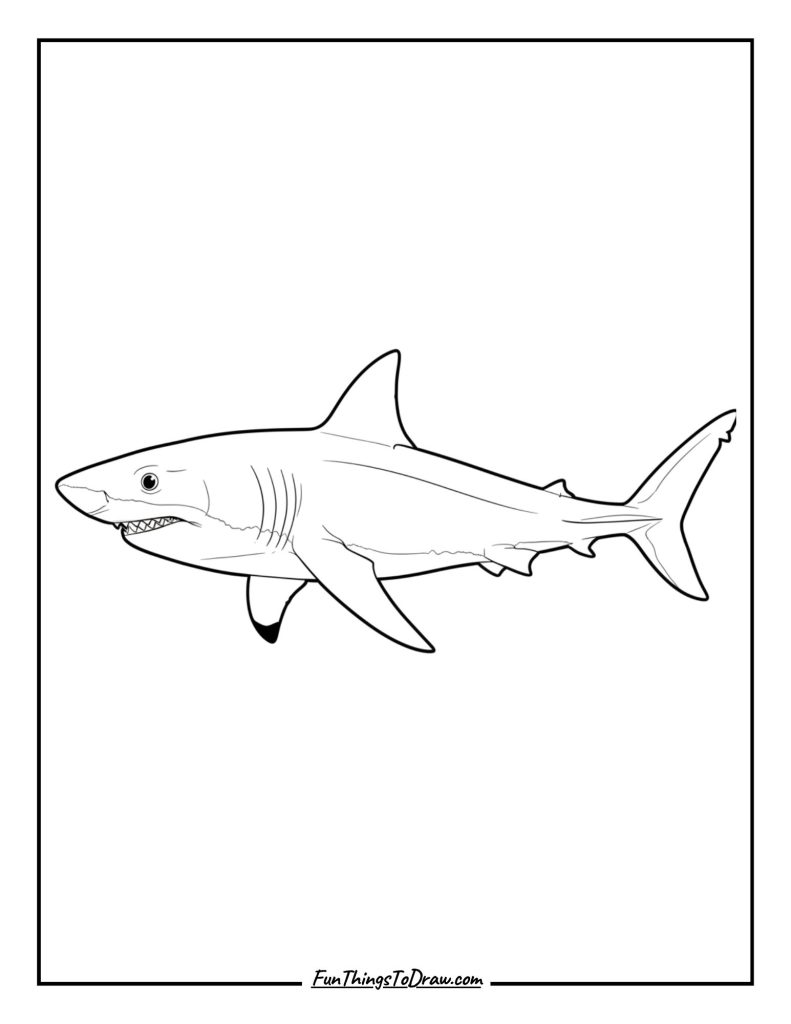 Shark side view