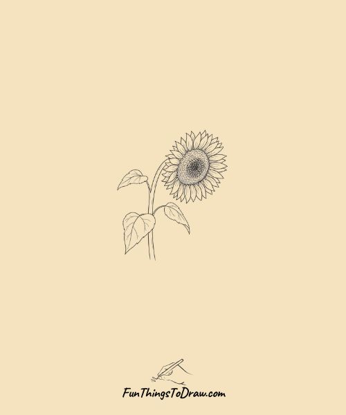  Drooping sunflower