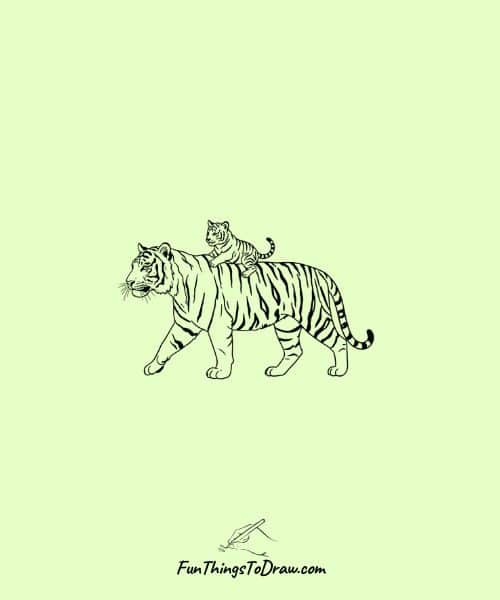 Tiger with a cub on its back