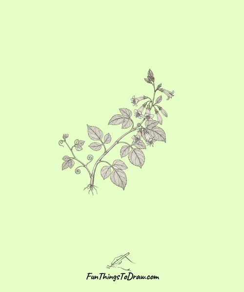 Botanical Study Vine
