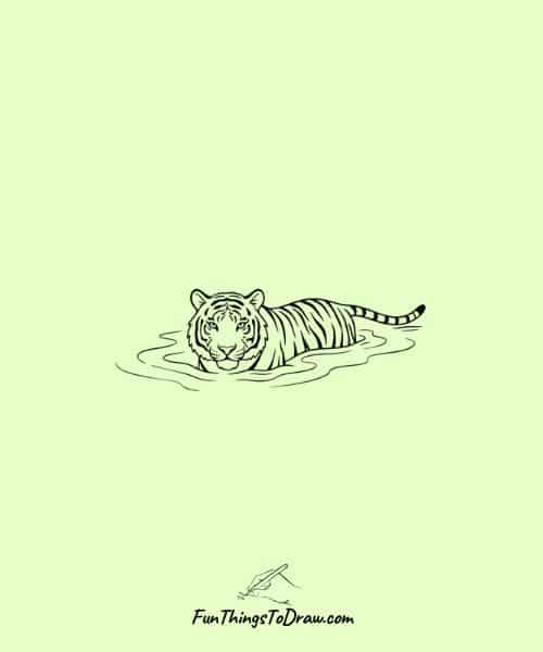 Tiger swimming in a river