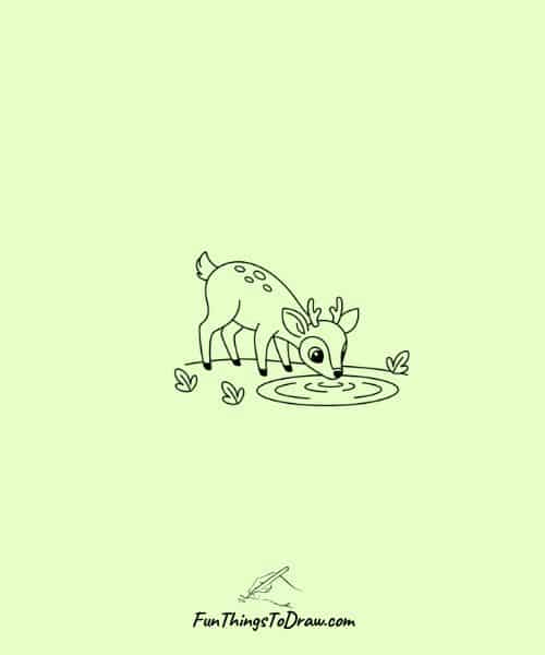 Deer drinking water