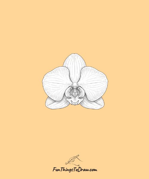 Single moth orchid bloom