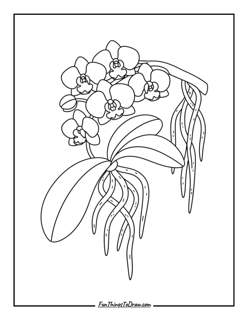 Orchid Branch with Aerial Roots