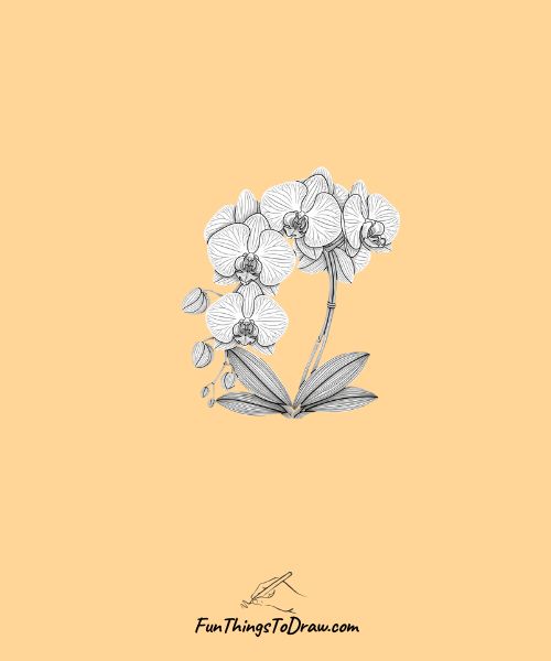 White orchid