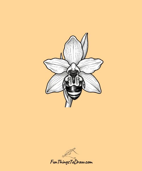 Bee orchid