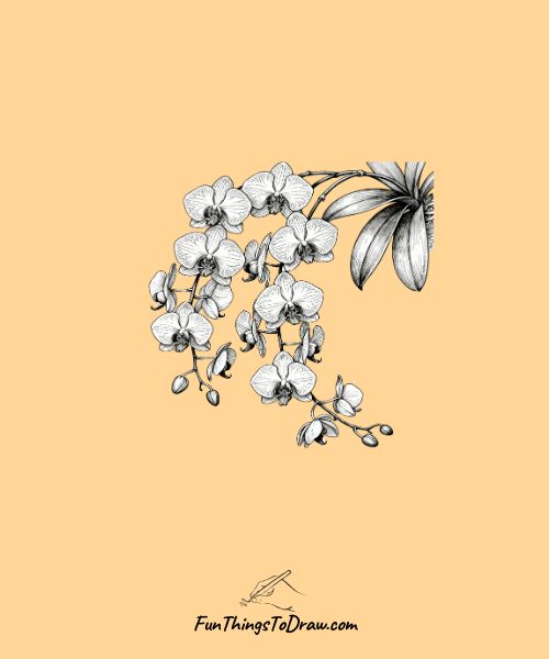 Cascading orchid vine