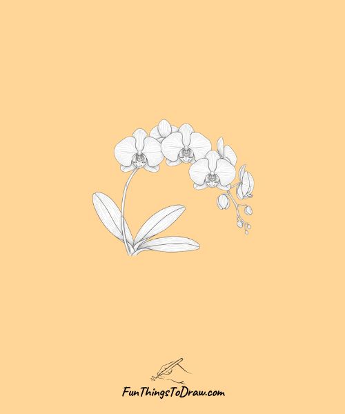 Phalaenopsis orchid spray