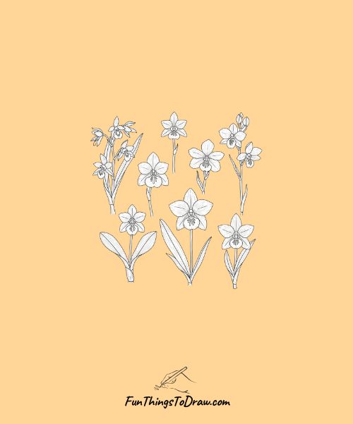 Miniature orchid species