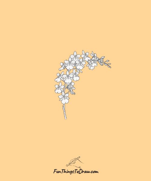 Oncidium spray orchid