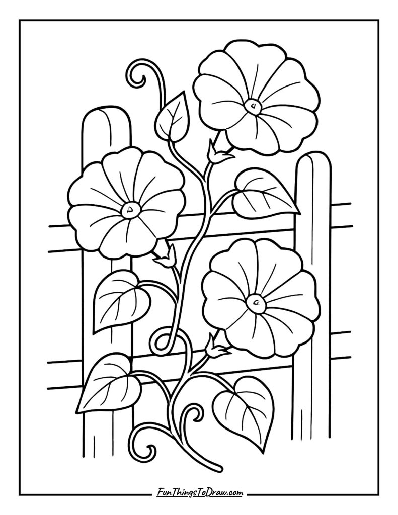 Morning Glory Vine on Fence