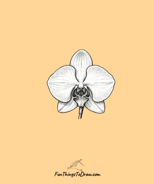 Orchid corsage or boutonniere