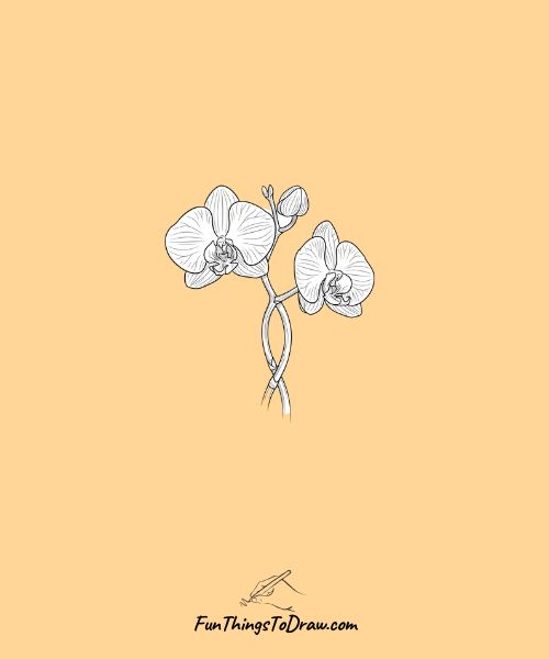 Twin orchid stems intertwined