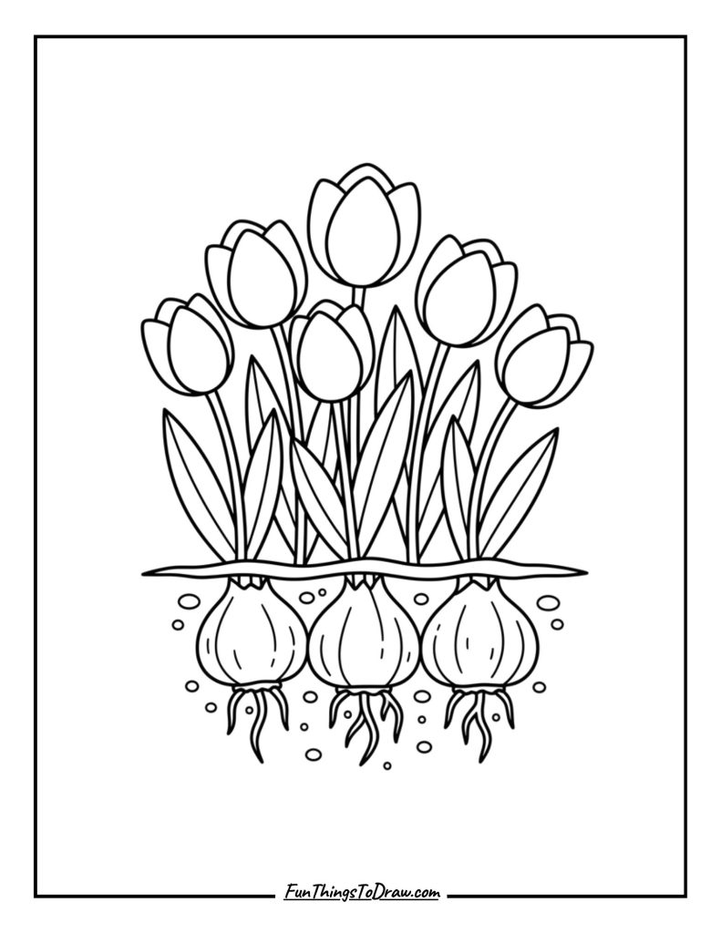 Tulip Field with Bulbs Showing