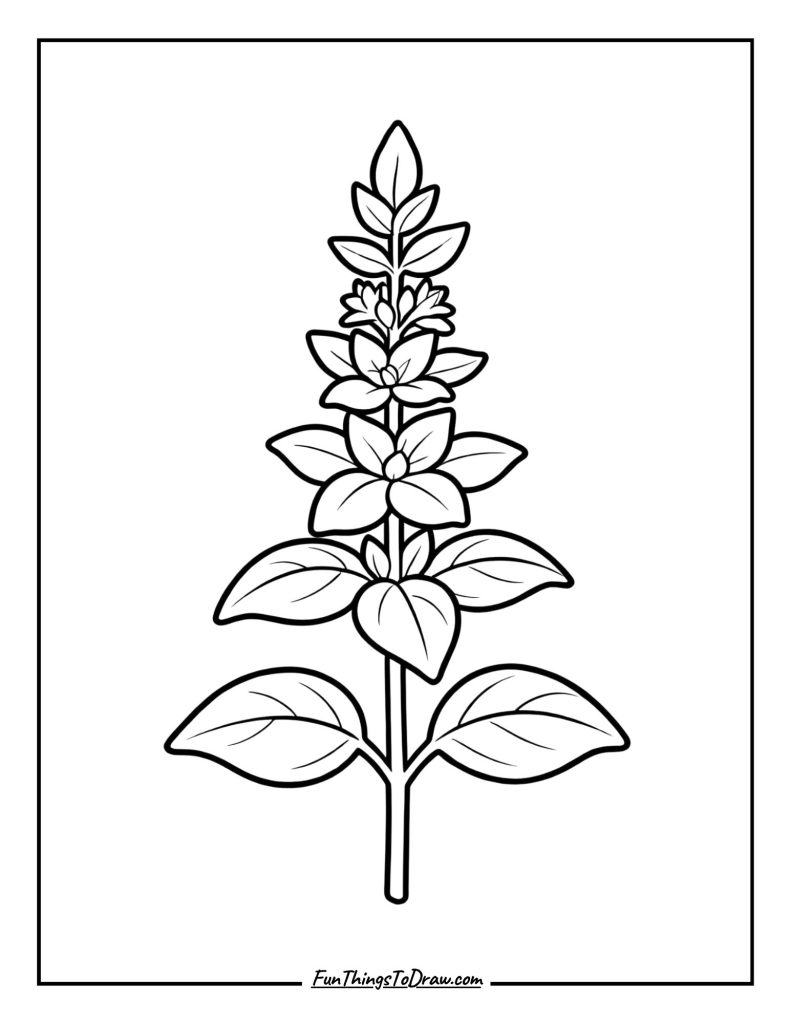 Basil Flower Blooms
