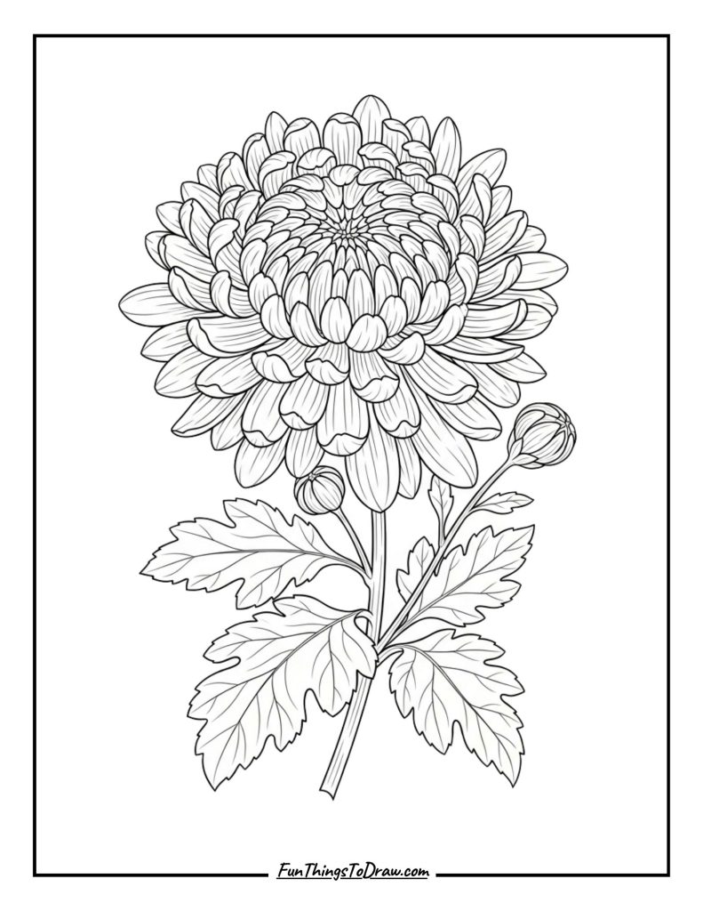 Autumn Chrysanthemum