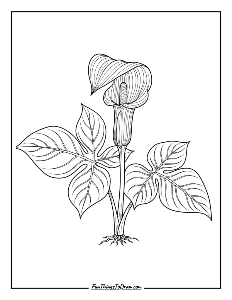 Jack-in-the-Pulpit