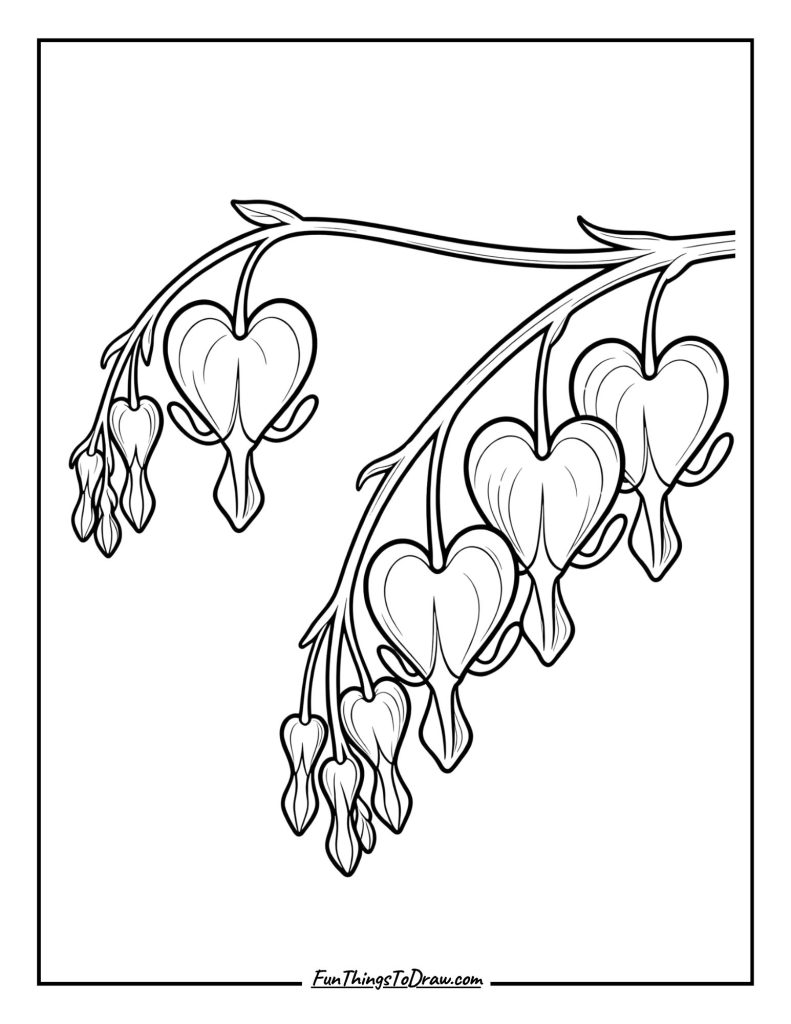 Bleeding Heart Hanging Blooms