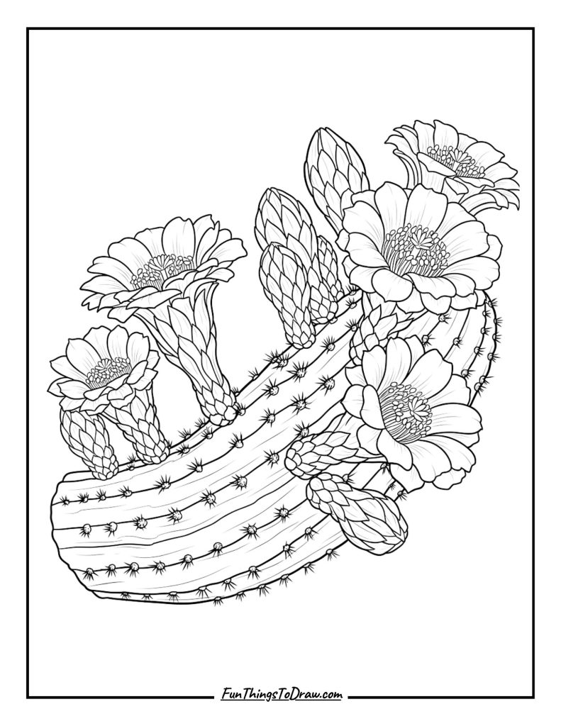 Saguaro Cactus Flower