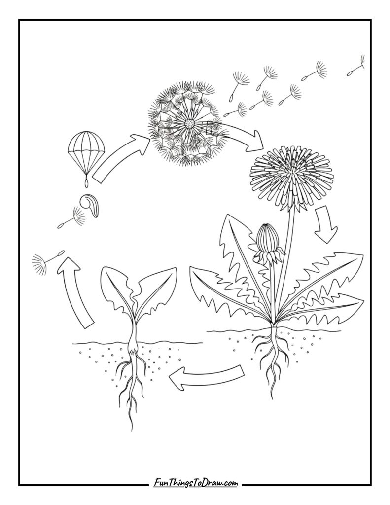 Dandelion Life Cycle Stages