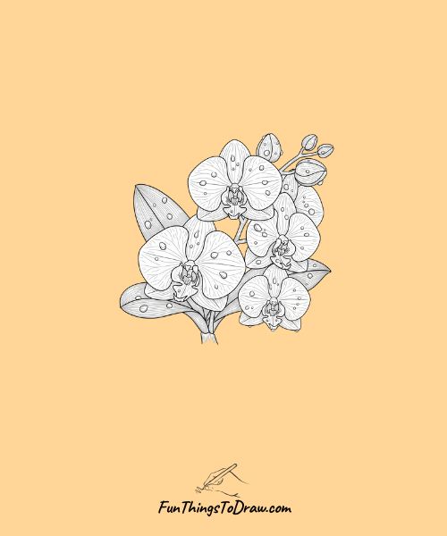 Orchid with water droplets