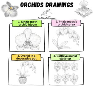 Orchids Drawing Ideas