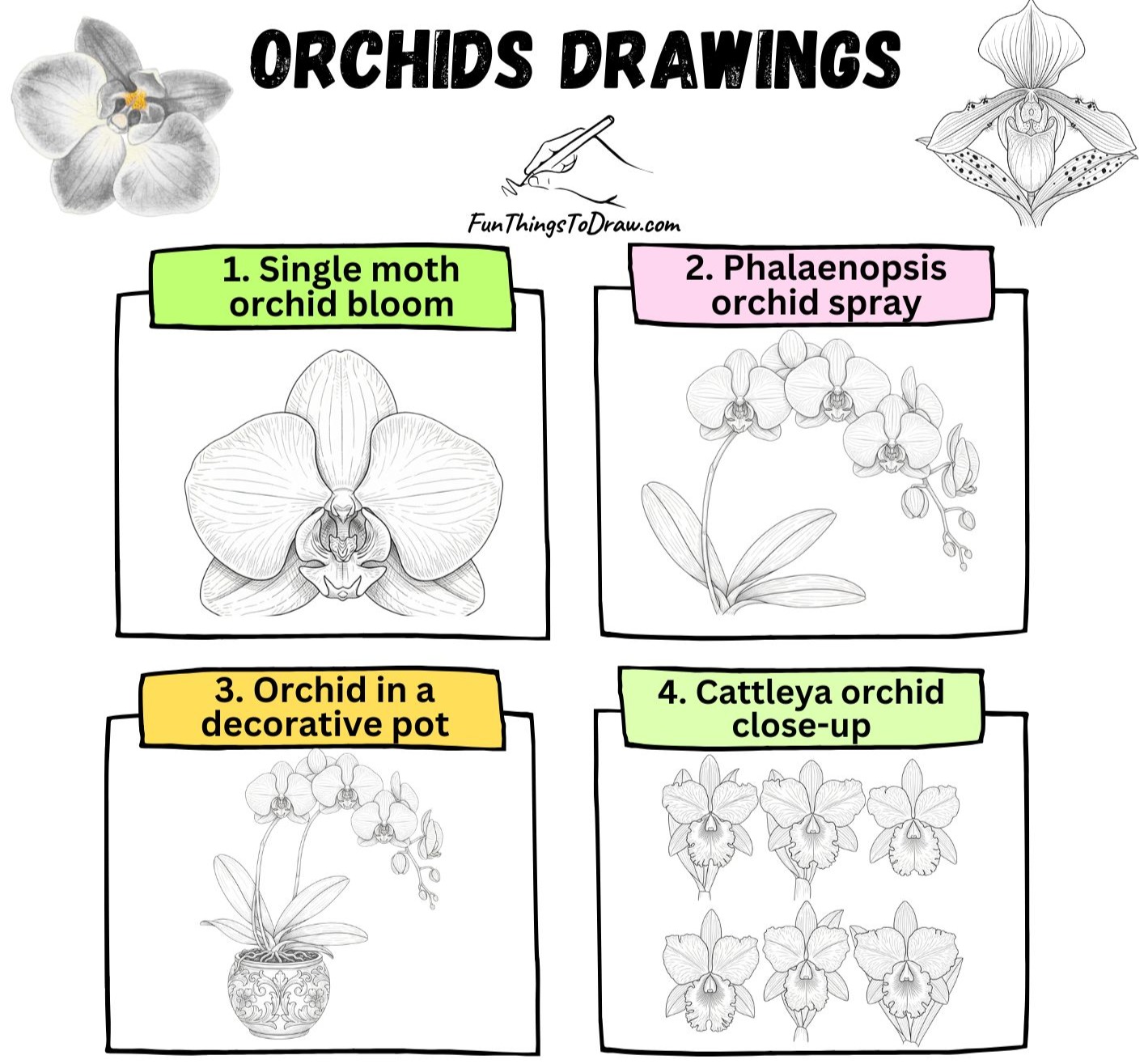 Orchids Drawing Ideas