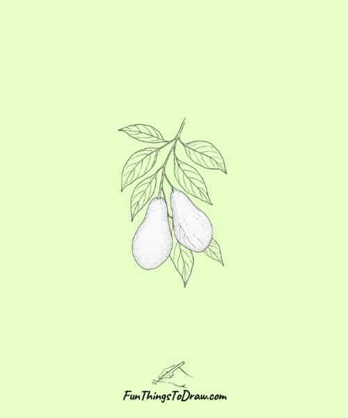 Avocado Growing on Tree drawing idea