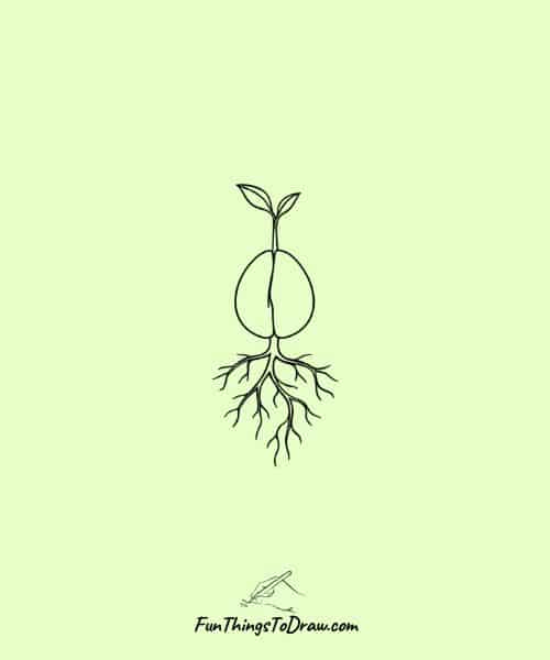 Avocado with Sprout Growing