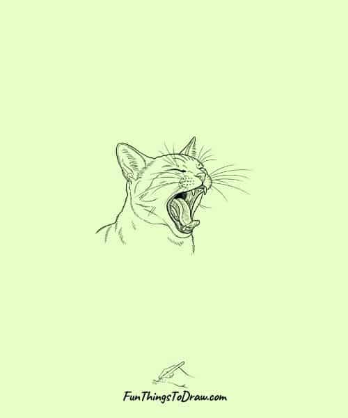 Drawing of Cat Yawning