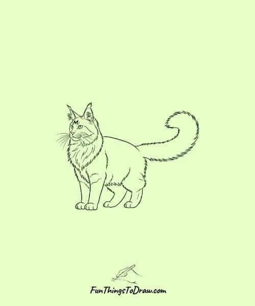 Maine Coon Cat