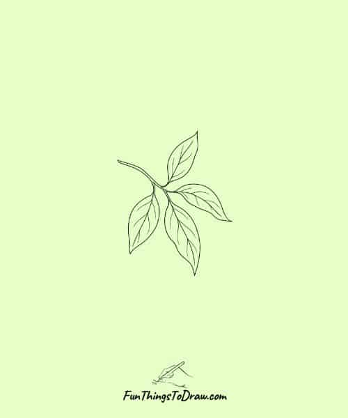 Minimalist Avocado Leaf Branch
