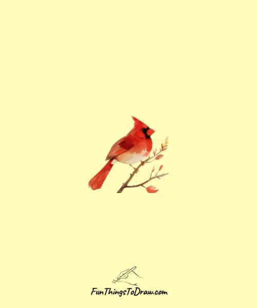 Cardinal on Branch Drawing