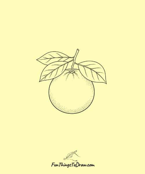  Whole Grapefruit with Leaves Drawing