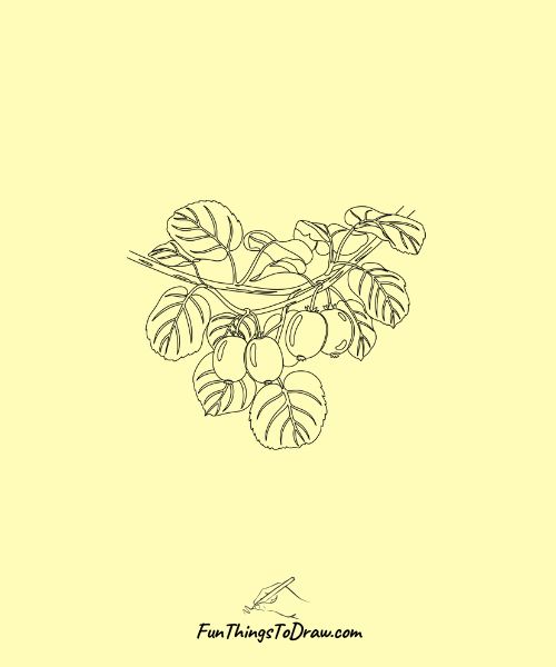 Kiwi on the Vine