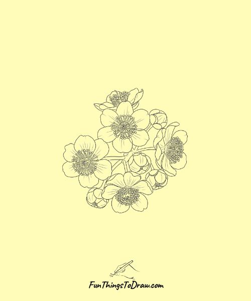 Kiwi Flower Blossom 