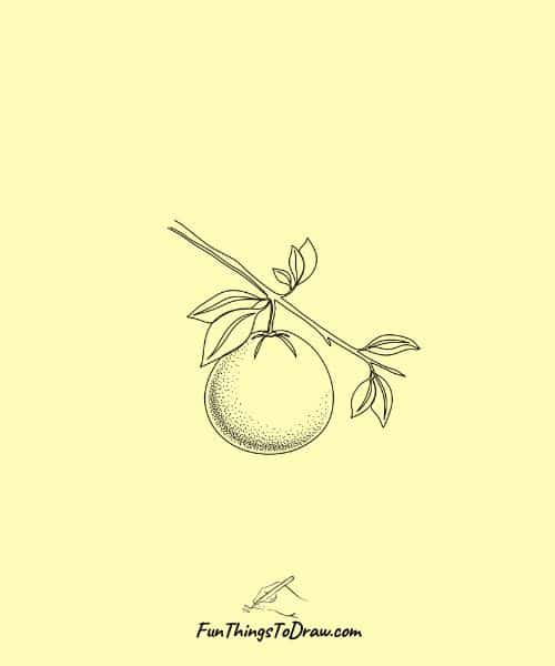Easy drawing of Grapefruit on Tree Branch