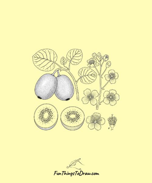 Botanical Kiwi Illustration