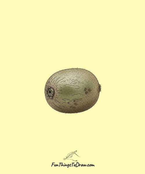 Drawing of Weathered Kiwi Study