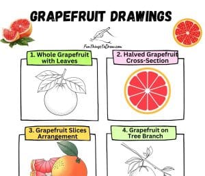 Easy Grapefruit Drawing Ideas