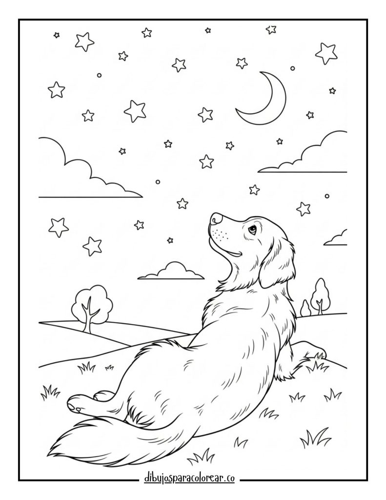 Golden Retriever Stargazing.