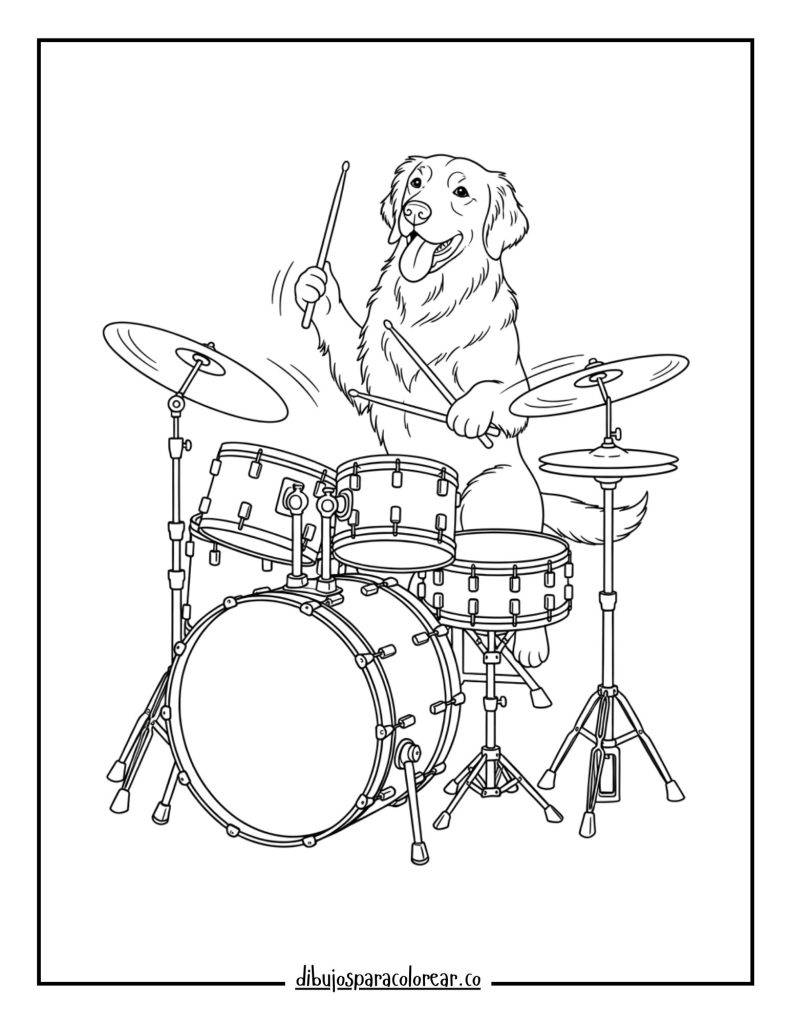 Golden Retriever with a Drum Set